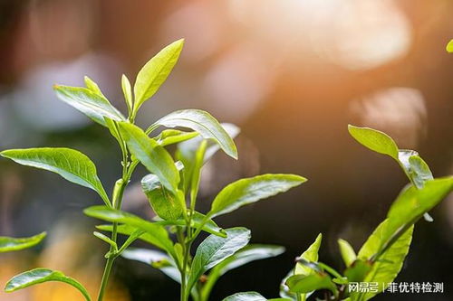 植物及植物提取物檢測(cè)在天然香料質(zhì)量控制中的應(yīng)用
